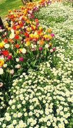 Flowers blooming on plant