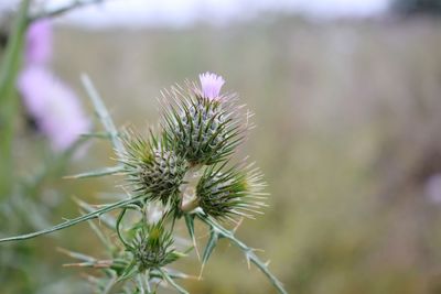 Close-up of wilted thistle against blurred background