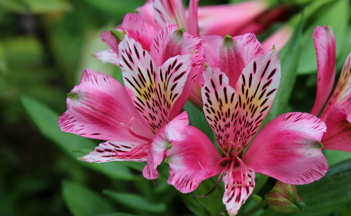 Close-up of pink flowers