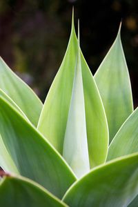 Close-up of plant