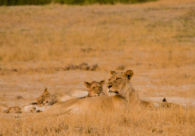 Lioness in the savannah of in zimbabwe, south africa