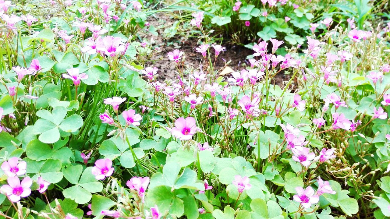 flower, freshness, growth, fragility, pink color, beauty in nature, plant, nature, petal, leaf, blooming, purple, high angle view, green color, in bloom, outdoors, flower head, park - man made space, pink, day