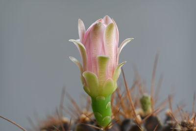 Close-up of pink flower buds