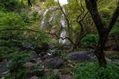 Trees in forest