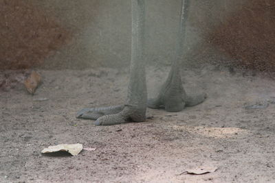 Low section of man standing on sand