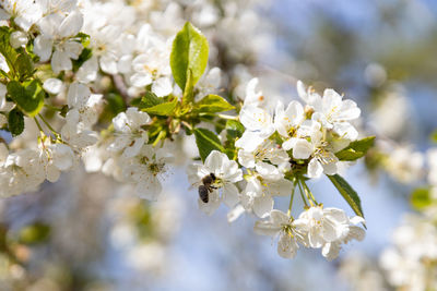 A bee collects pollen in flowers of a old sour cherry tree