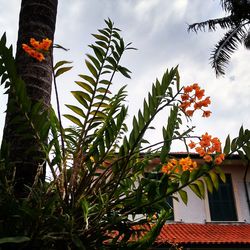 Low angle view of palm trees against sky