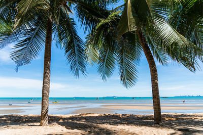 Palm trees on beach against sky