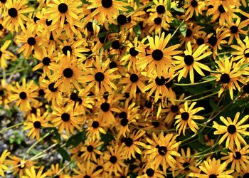 Close-up of yellow flowering plant