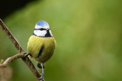 Close-up of a bluetit  perching on branch