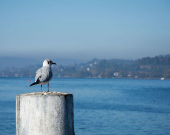 Seagull perching on wooden post