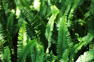 Close-up of leaves