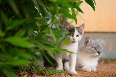 Portrait of cats on a plant