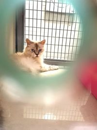 Portrait of cat sitting in cage