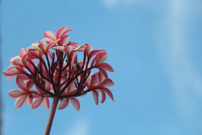 Low angle view of flowers against clear blue sky