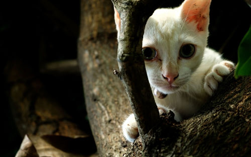 Close-up portrait of a cat