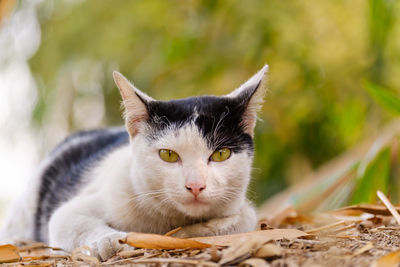 Close-up portrait of a cat