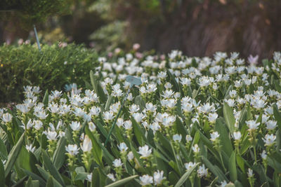 Close-up of white flowering plants on field