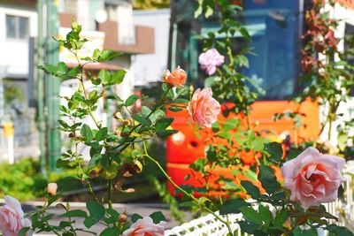Close-up of red rose on plant