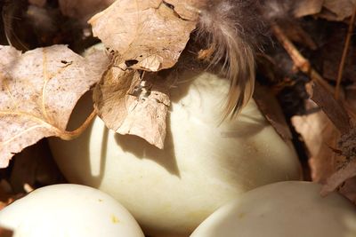 Close-up of woman with dry leaves