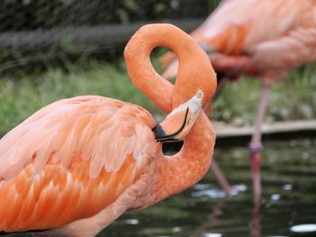 Close-up of flamingo
