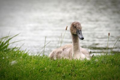 Young swan on grass by lake