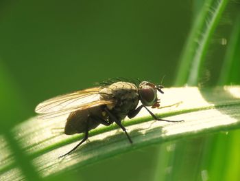 Close-up of fly on leaf