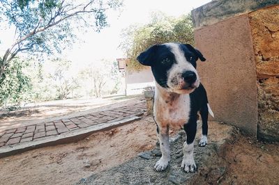 Portrait of dog standing outdoors