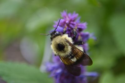 Close-up of bee pollinating on purple flower