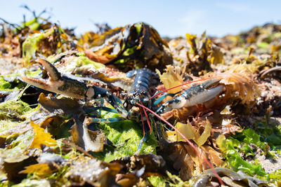 Close-up of lobster on ground