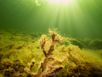 Close-up of dead plant in sea