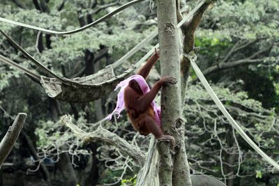 Orangutan with fabric climbing on tree