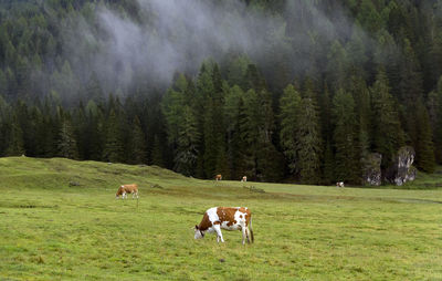 Cows grazing on grassland