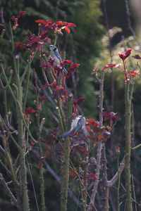 Close-up of bird perching on branch