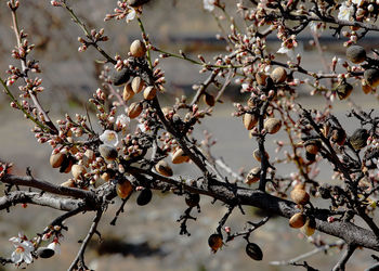 Close-up of cherry blossoms in spring