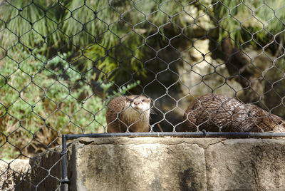 Hello from the otter side