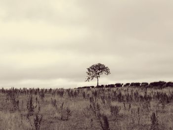 Plants on field against sky