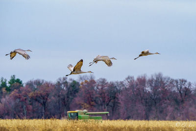 Bird flying over field against clear sky