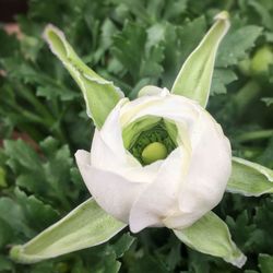 Close-up of white rose blooming outdoors