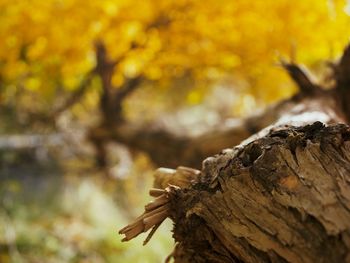 Close-up of tree trunk during autumn