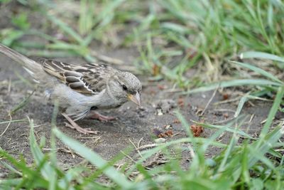 Side view of a bird on field