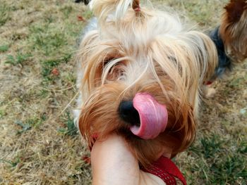 Close-up of hand holding dog