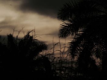 Close-up of palm trees against sky