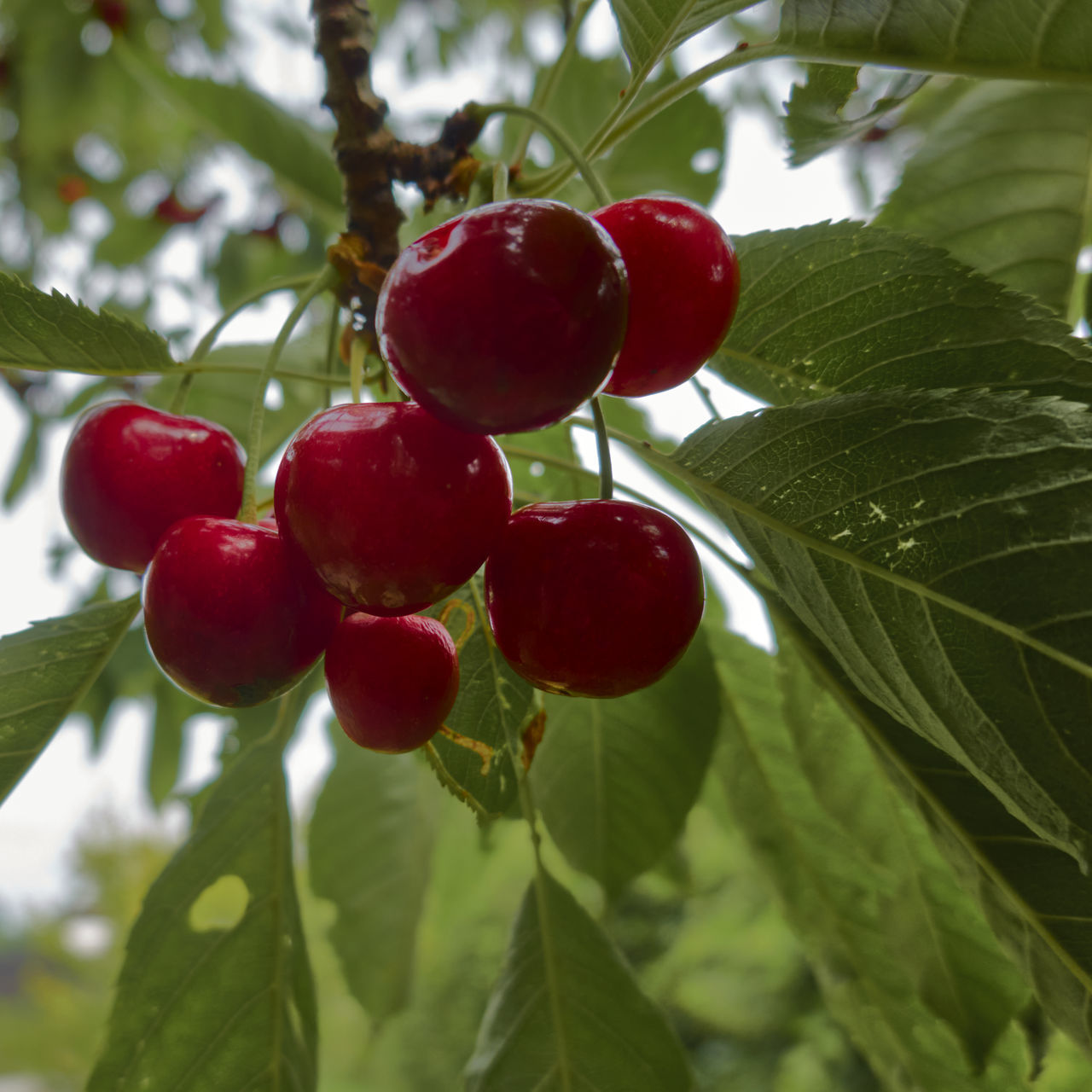 Tree hanging