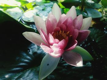 Close-up of pink lotus water lily