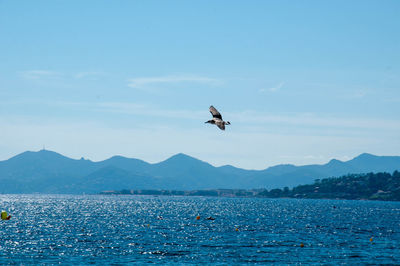 Seagull flying over sea