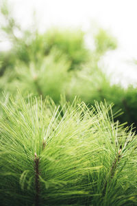 Close-up of fresh green grass