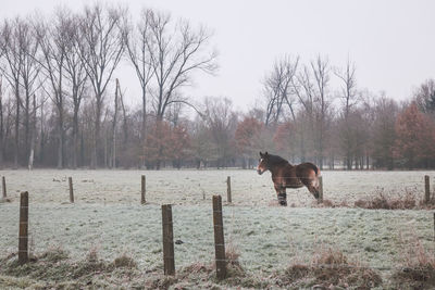 View of horse on field