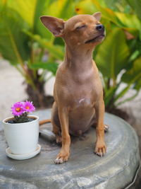 Close-up of dog sitting on flower pot