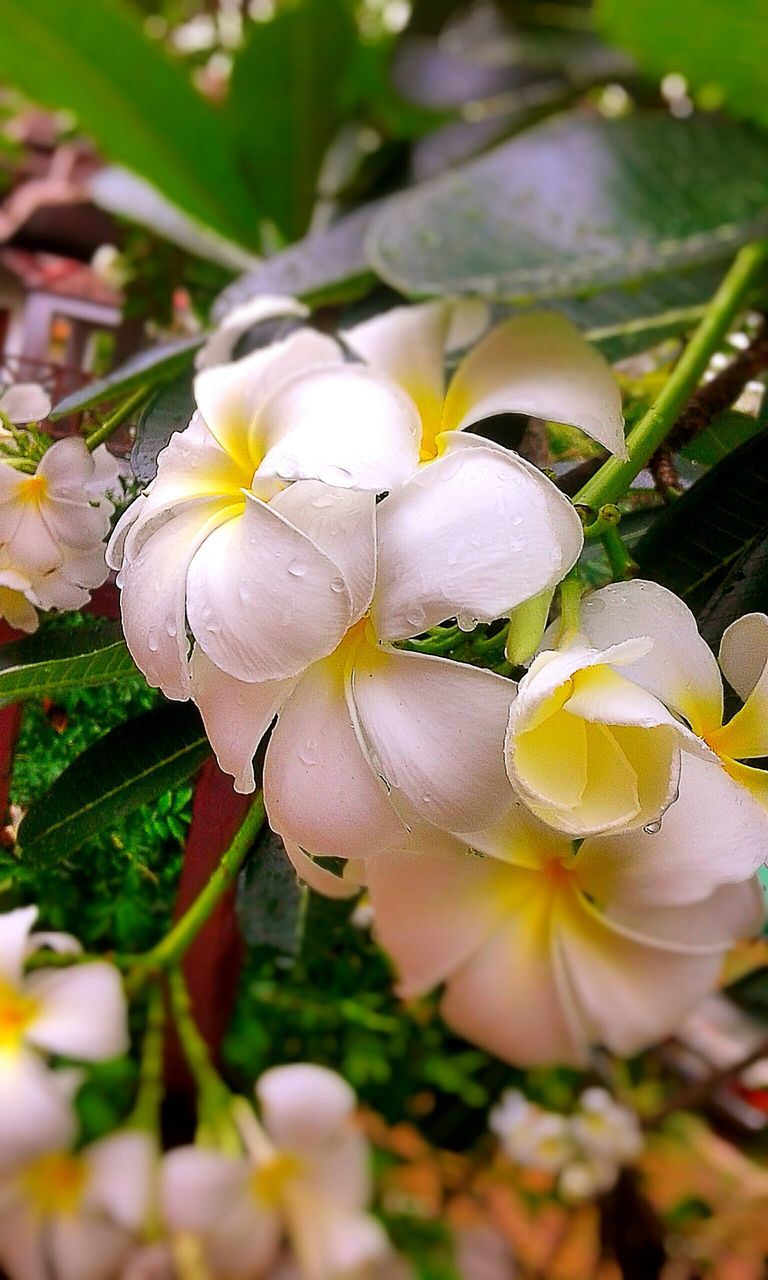 flower, freshness, fragility, growth, petal, drop, white color, close-up, flower head, beauty in nature, wet, water, nature, focus on foreground, plant, blooming, dew, raindrop, in bloom, season